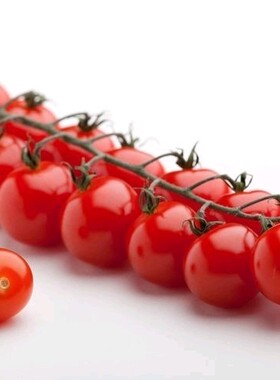 超甜100番茄种子Supersweet 100 F2  5粒4元（28元包邮）