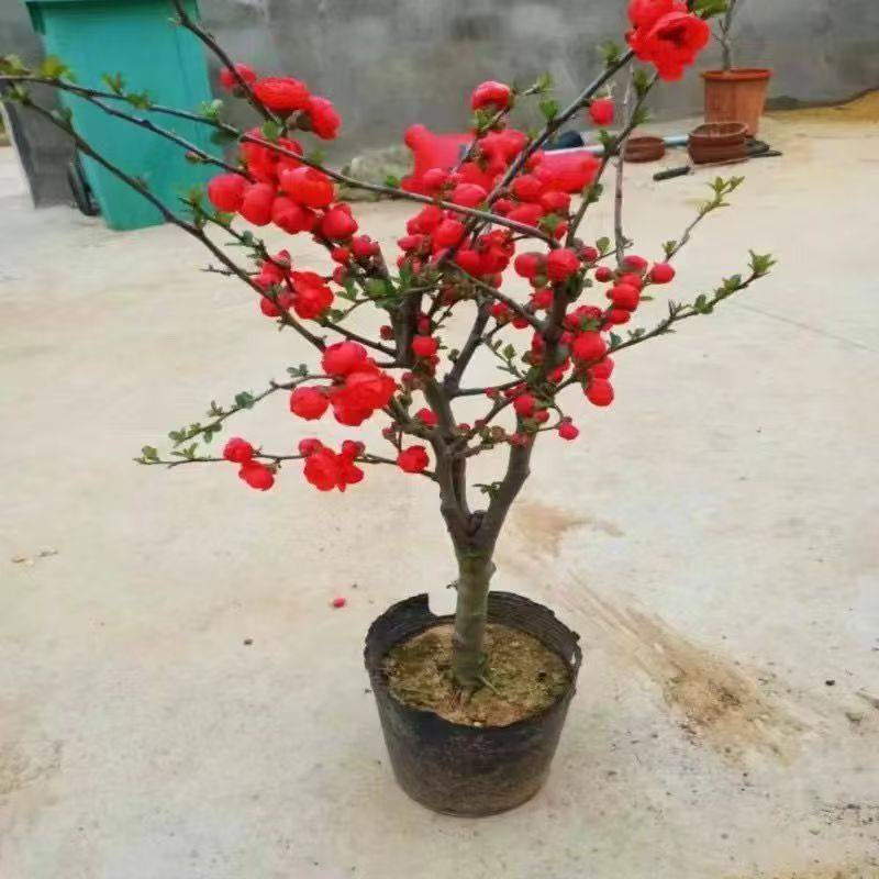 贴梗海棠花盆栽树苗老桩盆景庭院好养四季阳台植物室内花卉绿植