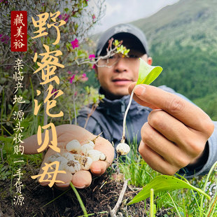 藏美裕 西藏林芝波密野生蜂蜜泡野生藏贝母 树洞蜜悬崖蜜泡藏贝母