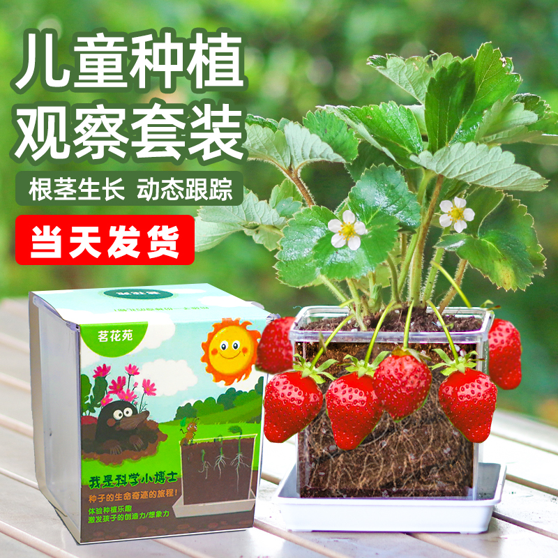 儿童种植小盆栽花卉草莓种孑向日葵番茄学生幼儿园观察植物种子籽
