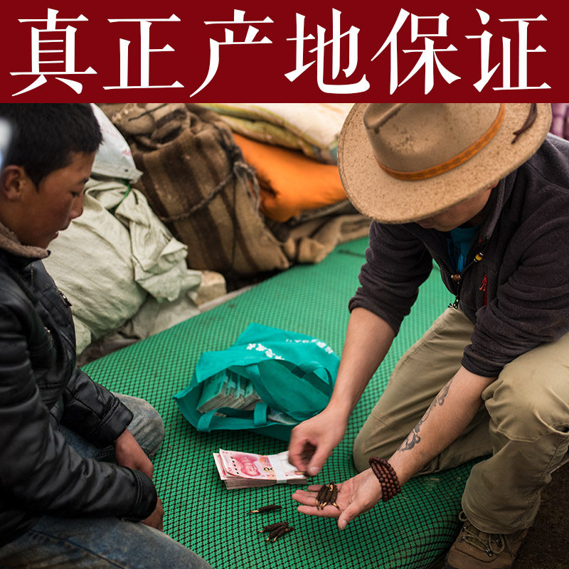 2026年头期正宗西藏那曲新鲜冬虫夏草鲜虫草正品保真顺丰