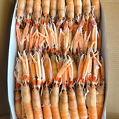 日料刺身 爱尔兰鳌虾3kg 自助酒店专供 盒