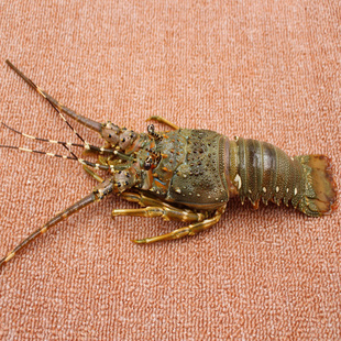 青龙虾速冻大龙虾鲜活海鲜水产300-350g冷冻海捕深海澳龙小青龙虾