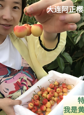 大连樱桃雷尼尔黄金黄樱桃4J孕妇新鲜水果特大黄水晶国产顺丰包邮
