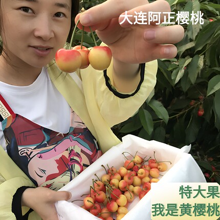 大连樱桃雷尼尔黄金黄樱桃4J孕妇新鲜水果特大黄水晶国产顺丰包邮