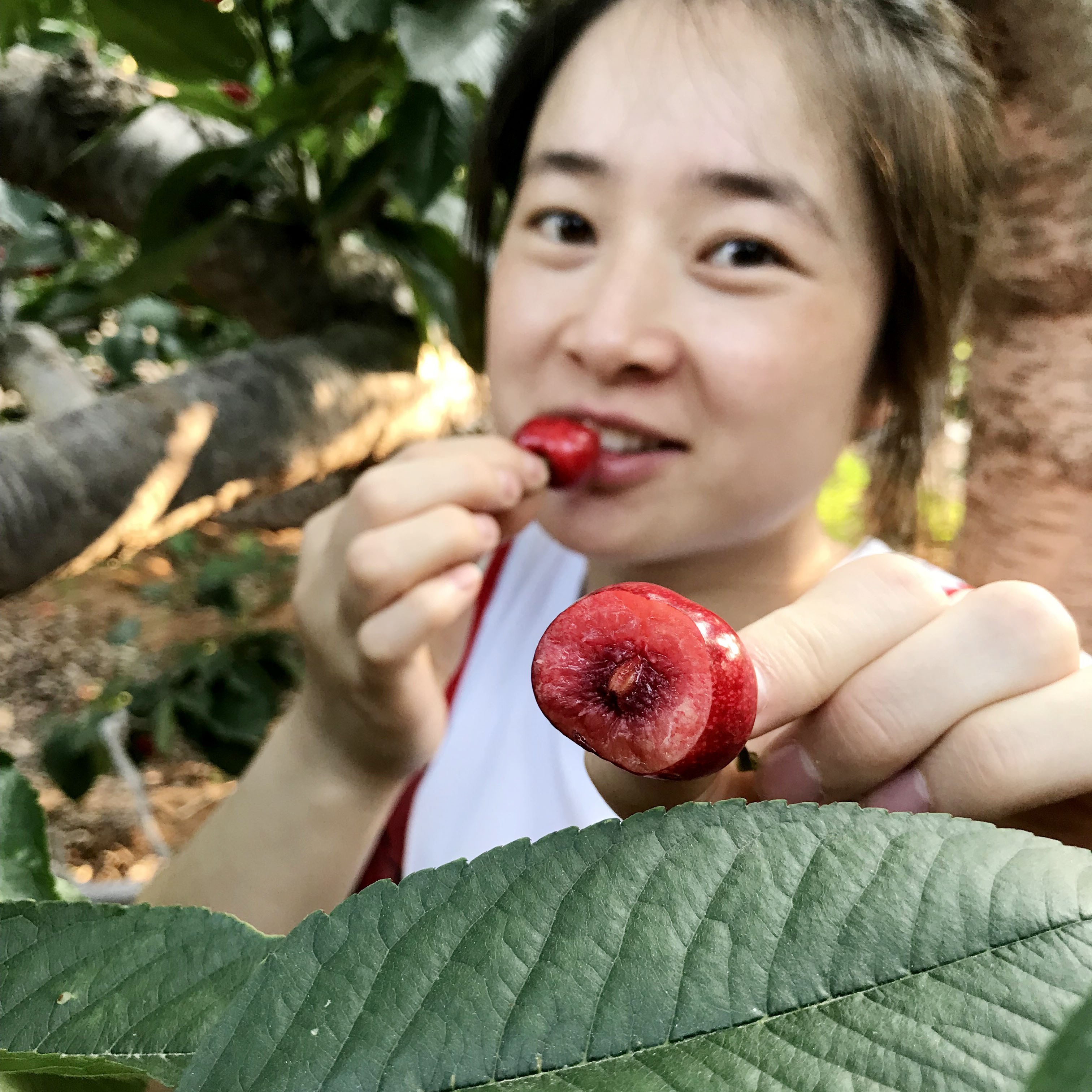 大连沙蜜豆樱桃心形新鲜水果