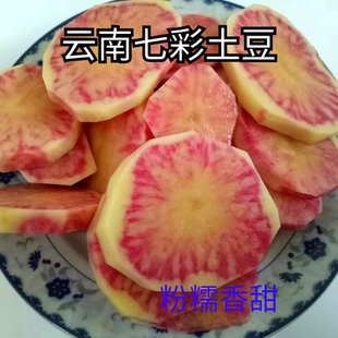 2025年云南剑川高原彝家自种老品种七彩红心五花老鼠洋芋土豆大果