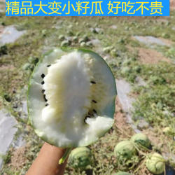 甘肃兰州靖远会宁景泰籽瓜大变小小子赤峰打瓜低糖孕妇榨汁水果