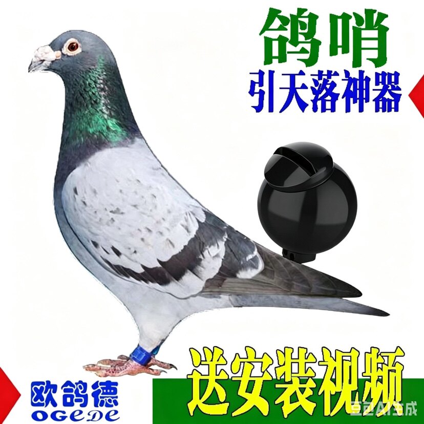 鸽子尾哨塑料超轻二音防水音量纯手工信鸽制作北京声音鸽哨神器