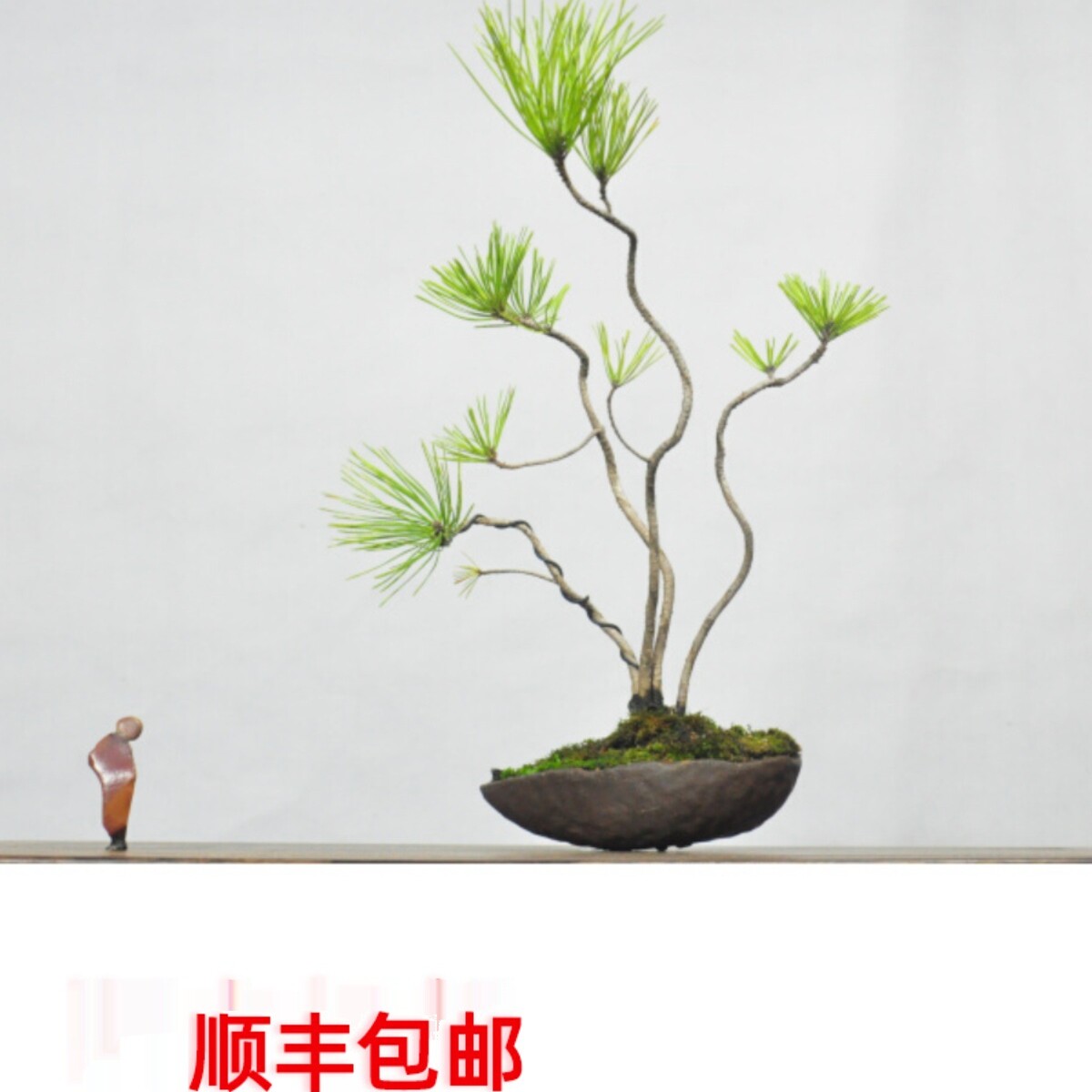 黄山松小品观赏盆景造型室内阳台好养盆栽微型绿植物老桩一物一拍