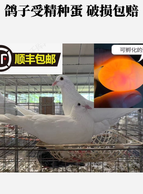 鸽子蛋受精可孵化受精蛋种蛋白羽王银王灰王天翔一号