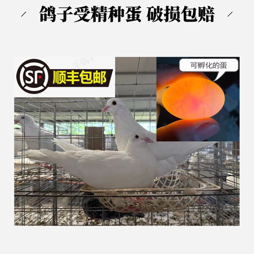 鸽子蛋受精可孵化受精蛋种蛋白羽王银王灰王天翔一号