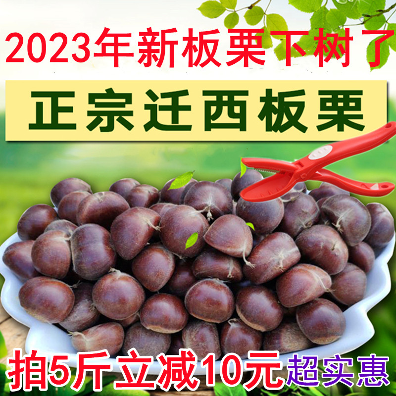 2023年新货正宗迁西板栗生新鲜栗子河北板栗野生油栗子大粒鲜板粟_虎窝淘