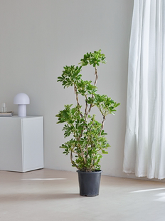 造型鸭脚木盆栽室内办公室客厅大型绿植七叶莲盆栽净化空气吸甲醛