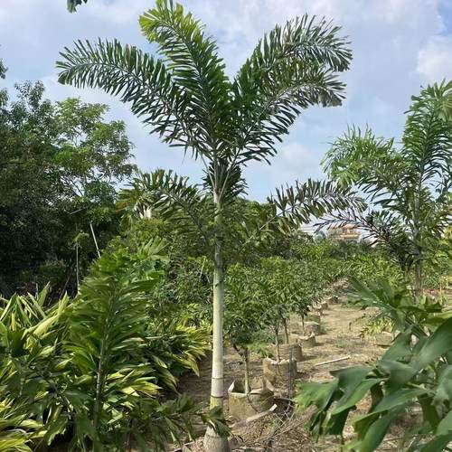 大型狐尾椰子绿植热带棕榈树盆栽