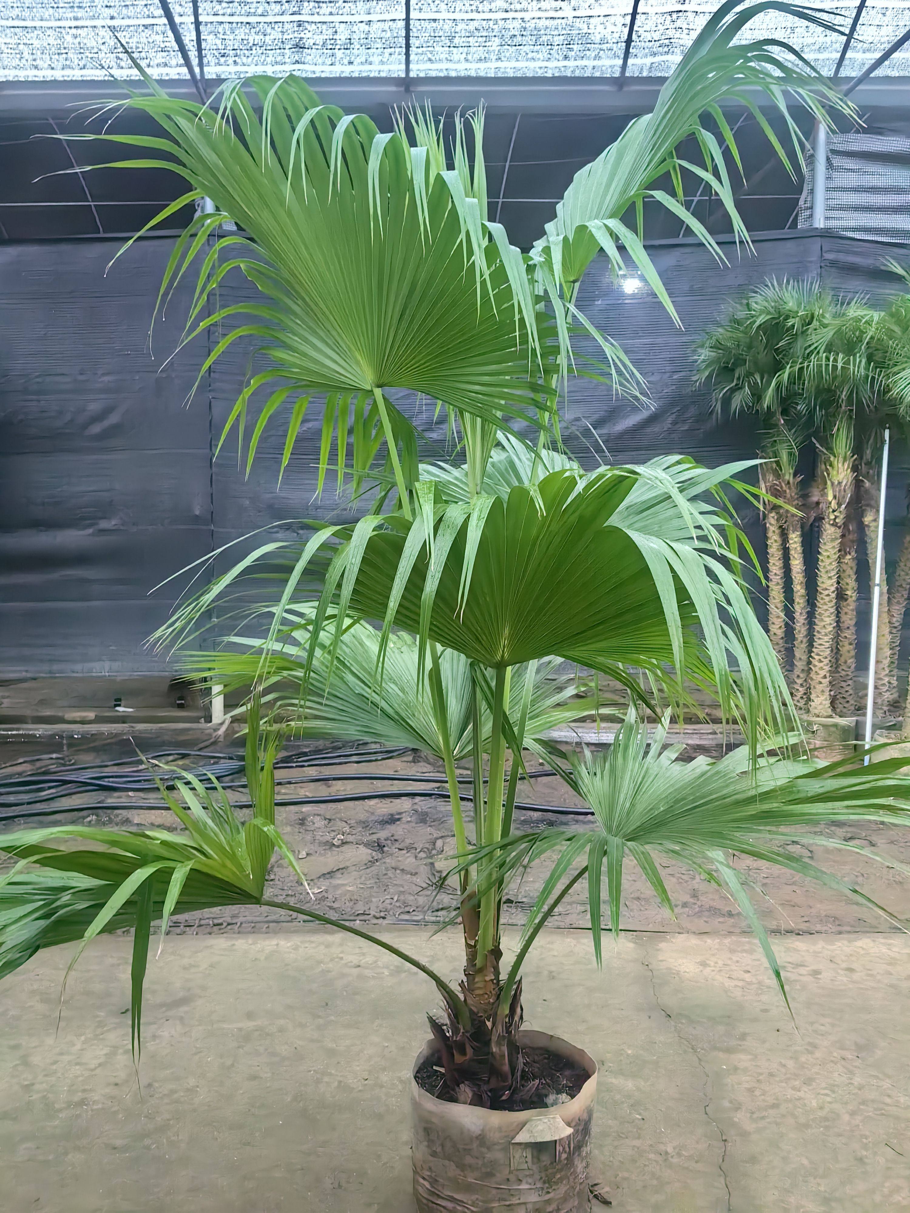 大叶蒲葵大型盆栽室外落地网红绿植扇葵阳台造景植物好养棕榈植物