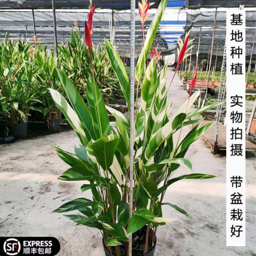 彩虹鸟蕉室外庭院植物热带绿植