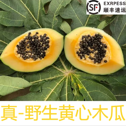 云南野生黄心木瓜 绿色健康 京东顺丰包邮
