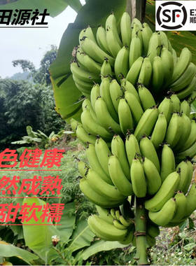 云南山地丑香蕉麻子蕉老品种 无药水 顺丰陆运，嫌小嫌丑请勿下单