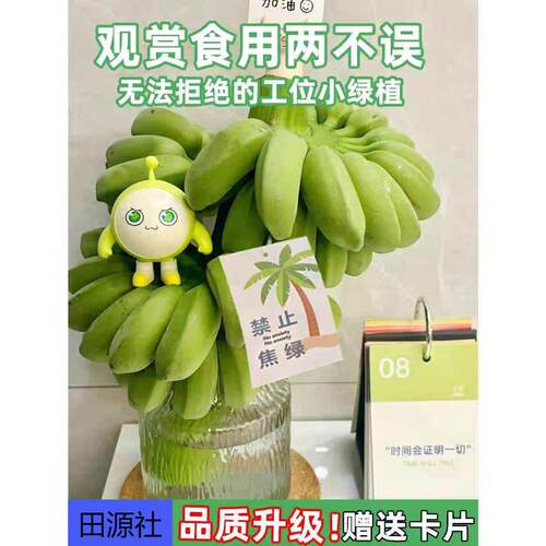 田源社，禁止焦虑，野生芭蕉