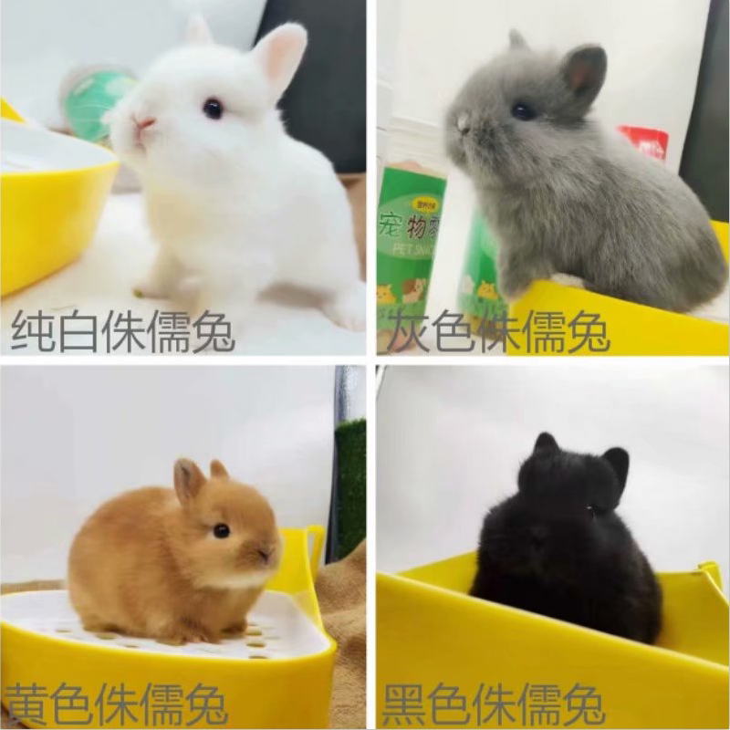 凤眼西施侏儒兔,海棠,凤眼西施侏儒兔图片(第15页)_大山谷图库