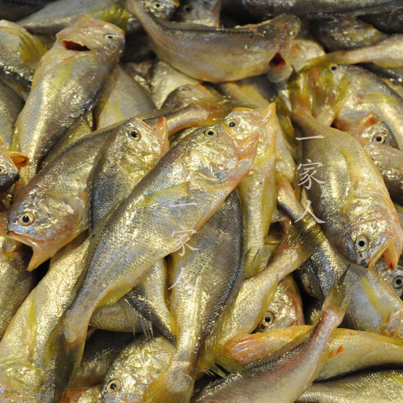 宁波特产象山鲜活水产海鲜野生小梅鱼梅子鱼现捕梅鱼1斤12-15条内