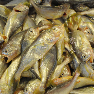 宁波特产象山鲜活水产海鲜野生小梅鱼梅子鱼现捕梅鱼1斤12-15条内