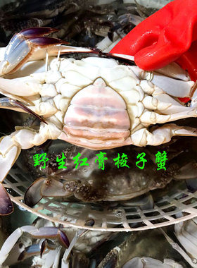 舟山宁波石浦野生鲜活梭子蟹母蟹包蟹红膏蟹有红膏2斤装3-4个