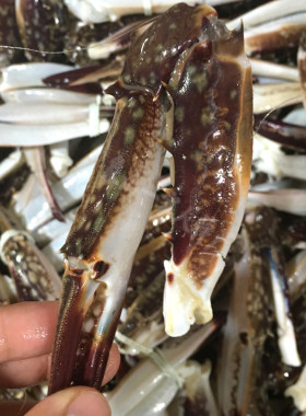 石浦特产新鲜特大蟹钳蟹脚醉蟹钳肉野生红膏梭子蟹螃蟹脚