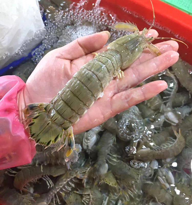 石浦东海新鲜皮皮虾鲜活大虾爬爬虾琵琶虾富贵虾濑尿虾虾姑