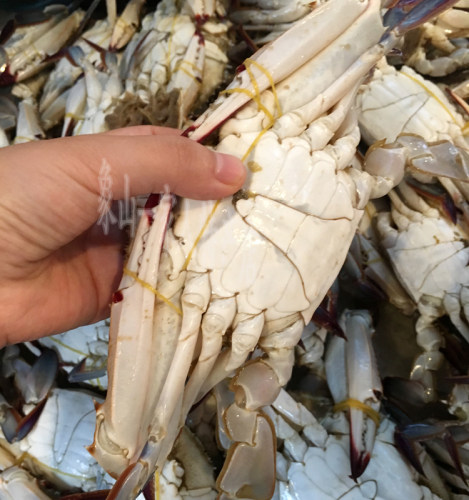 梭子蟹冷冻海鲜飞蟹海蟹白蟹