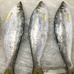 东海野生新鲜力鱼 新鲜鳓鱼 白力鱼 白鳞鱼 费腌制鳓鱼新鲜海鲜