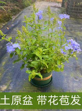 蓝雪花加仑盆栽大苗带花苞露天庭院木本花卉耐热好养植物多季开花