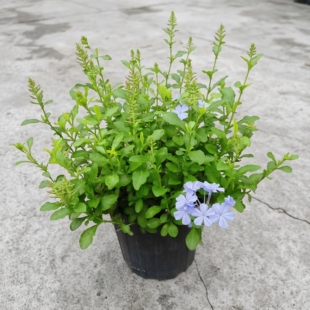 蓝雪花加仑盆栽大苗带花苞露天庭院木本花卉耐热好养植物多季开花