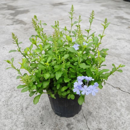 蓝雪花加仑盆栽大苗带花苞露天庭院木本花卉耐热好养植物多季开花
