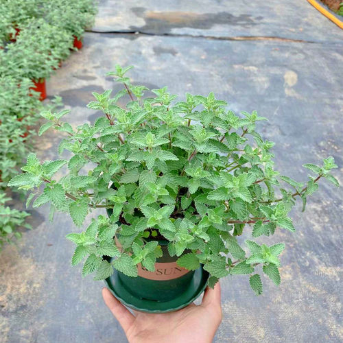 猫薄荷盆栽新鲜可食用薄荷叶庭院室内水培驱蚊植物薄荷苗绿植花卉 - 封面