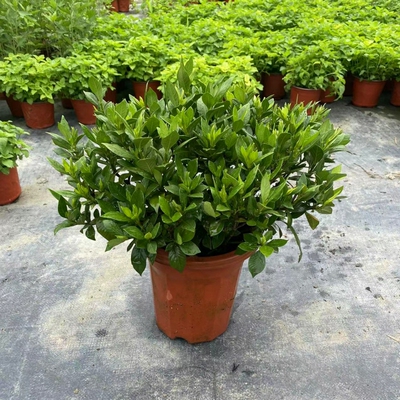 农大园艺四季栀子花盆栽阳台庭院