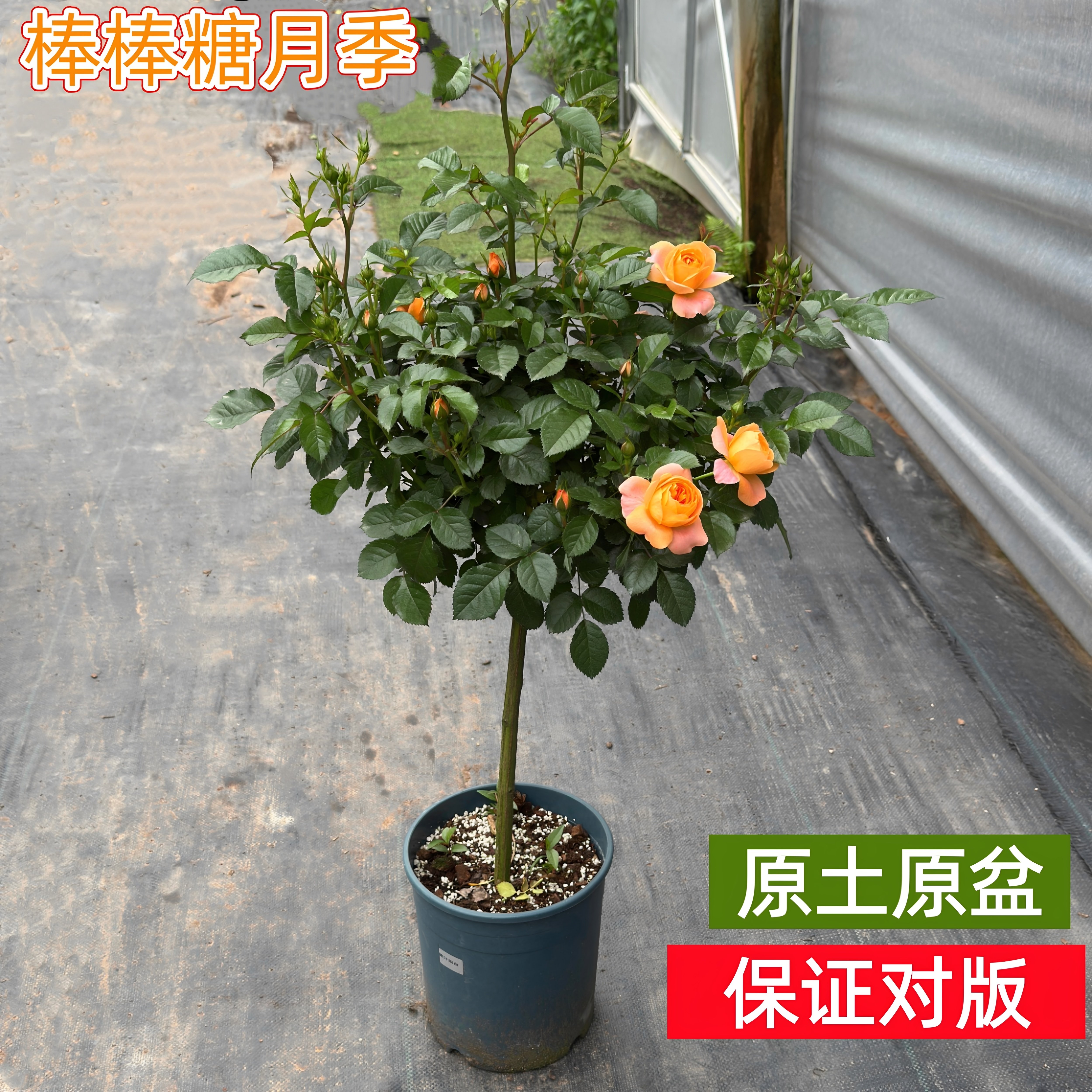 棒棒糖月季苗盆栽四季开花大花苞浓香形阳台花园庭院好养花卉植物