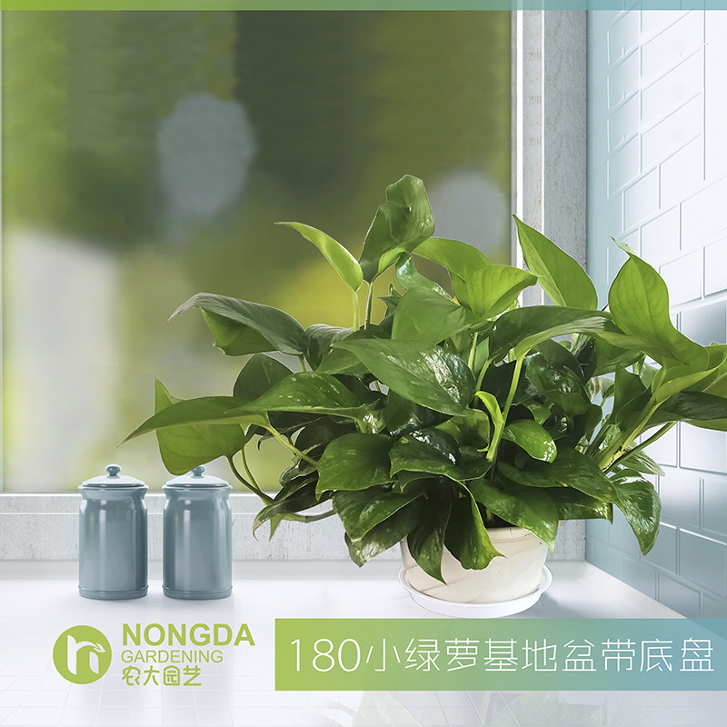 大绿萝盆栽室内办公室净化空气吸甲醛水培长藤绿萝大吊兰绿植包邮