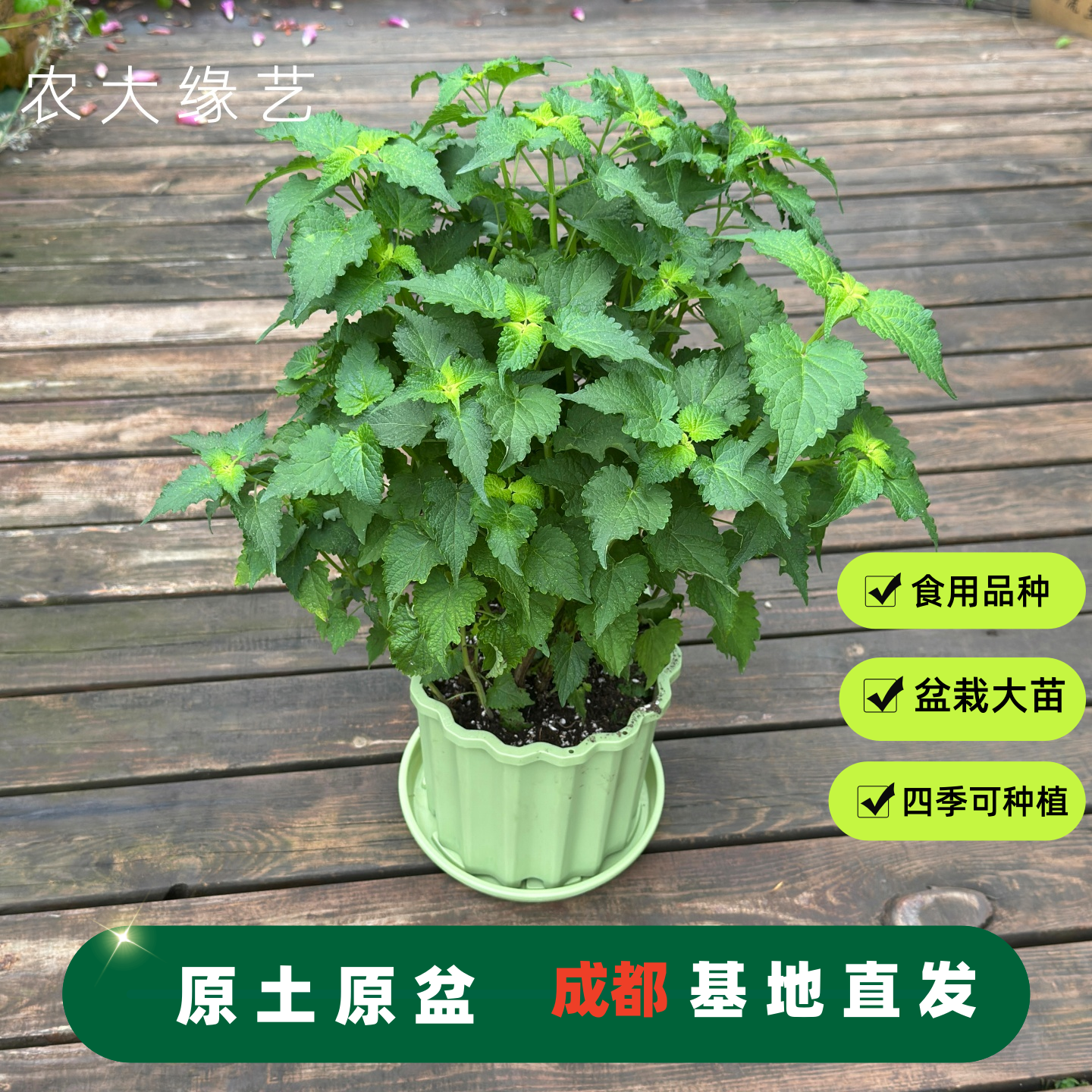 农大缘艺藿香苗盆栽新鲜食用大苗