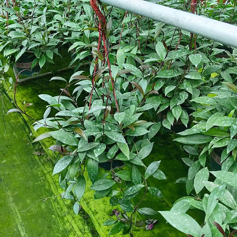 球兰花盆栽四季开花爬藤绿植多肉图片