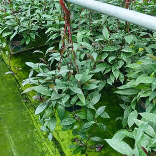 球兰花盆栽大苗垂吊铃兰带花四季开花卉室内爬藤绿植物吊兰多肉