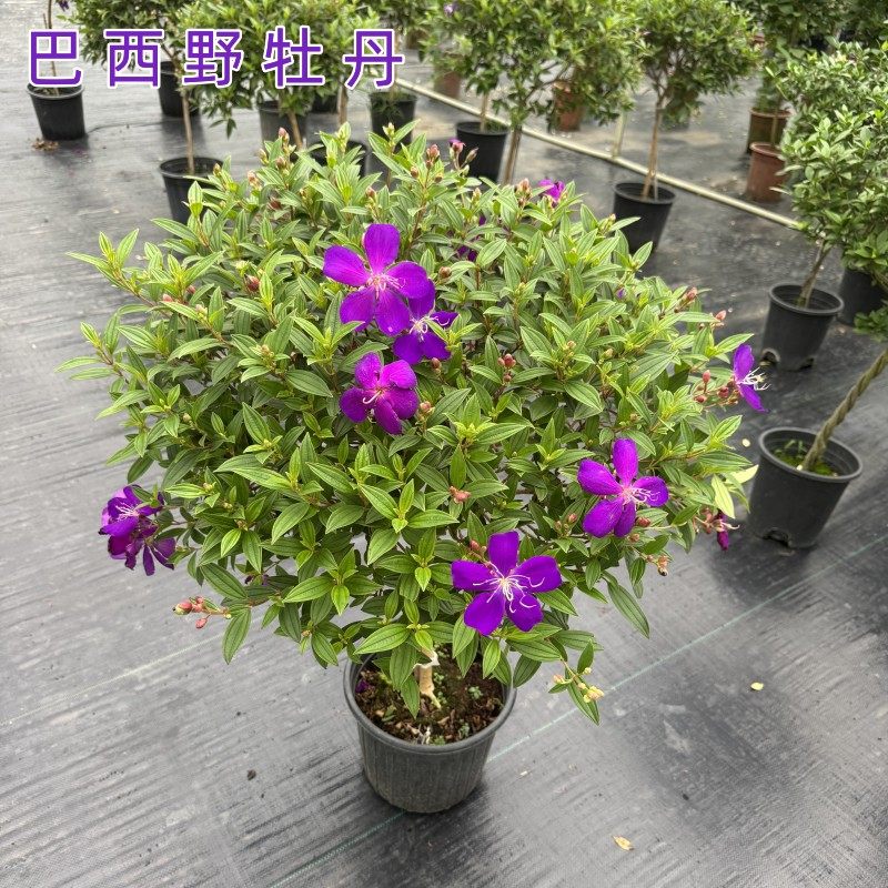 农大缘艺野牡丹花紫牡丹棒棒糖苗