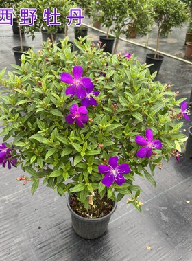 巴西野牡丹花紫牡丹庭院花园易养多次开花紫色系植物棒棒糖盆栽苗
