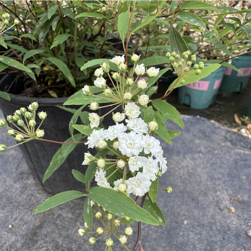 农大缘艺重瓣绣线菊八重小手球