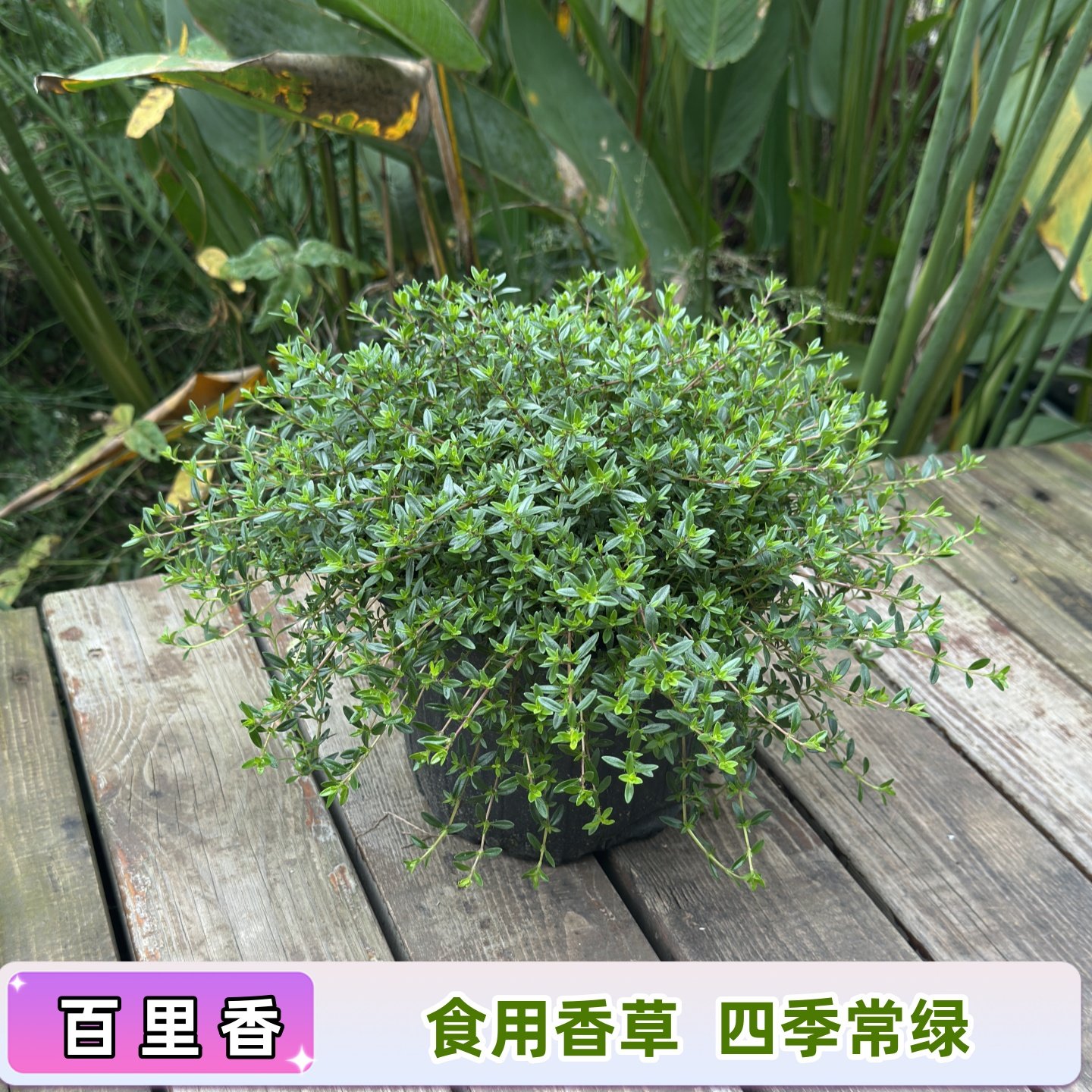 百里香盆栽 新鲜可食用香叶植物 庭院阳台可种植四季常青绿植花卉,鲜花速递/花卉仿真/绿植园艺,观叶 /花灌木,淘宝优惠券,粉丝福利购,淘宝优惠卷
