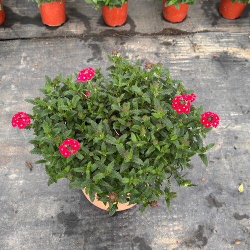 农大缘艺美女樱盆栽多季开花植物