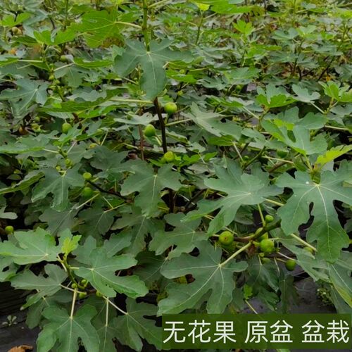 农大园艺无花果波姬红苗原盆发货