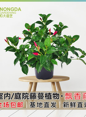 农大园艺飘香藤盆栽花苗多季开花