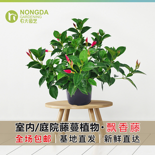 飘香藤双喜藤室内庭院阳台木本花卉攀爬植物盆栽净化空气多季开花
